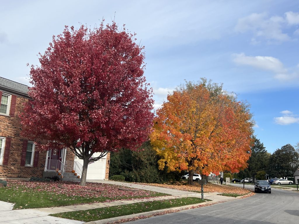 A bright red tree paired with a flaming orange one in this Carol Stream neighborhood, on Buckskin Lane, on Nov. 2.