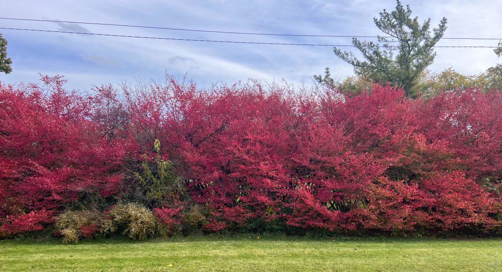 Colorful autumn trees in suburban Chicago, vibrant fall foliage with pink and green hues.