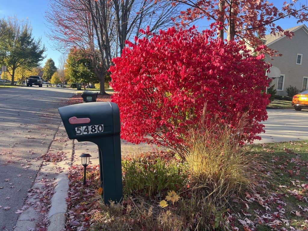 Bright red autumn bushes and residential street in suburban Chicago during fall.