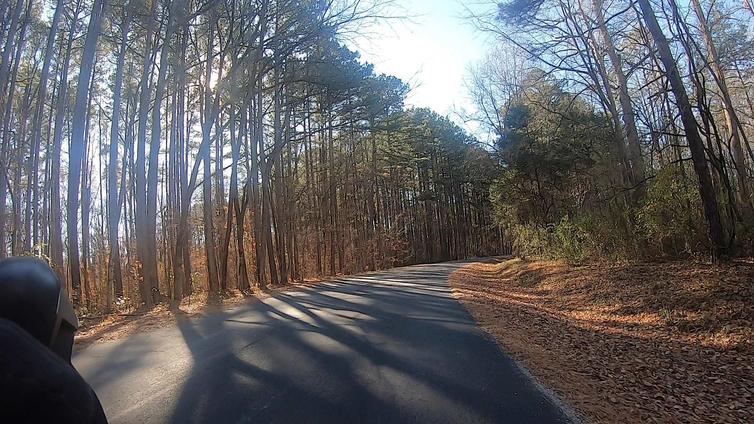 Scenic forest road with tall trees and sunlight filtering through.