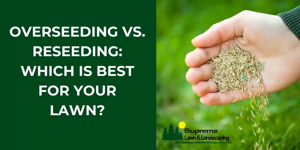 Overseeding vs. Reseeding: Which Is Best for Your Lawn?