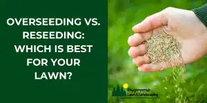 Overseeding vs. Reseeding: Which Is Best for Your Lawn?