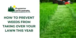 How to Prevent Weeds from Taking Over Your Lawn This Year