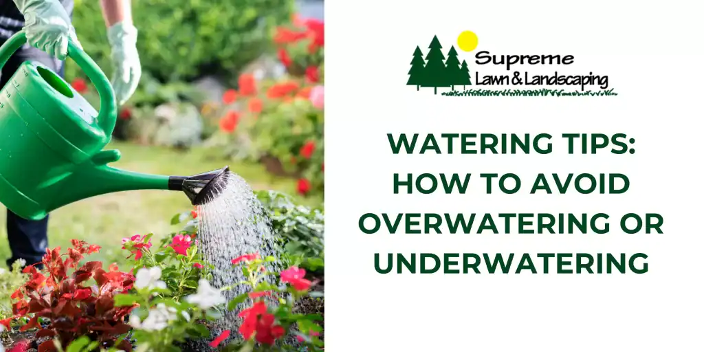 Watering Tips: How to Avoid Overwatering or Underwatering