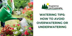 Watering Tips: How to Avoid Overwatering or Underwatering