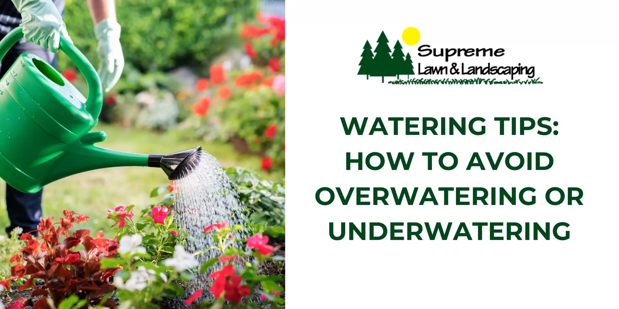 Watering Tips: How to Avoid Overwatering or Underwatering