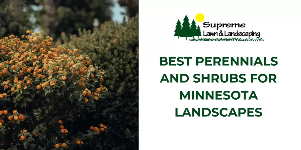 Best Perennials and Shrubs for Minnesota Landscapes