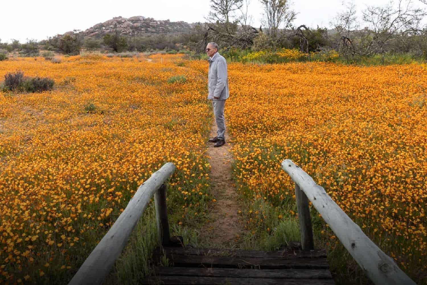 namaqualand flowers