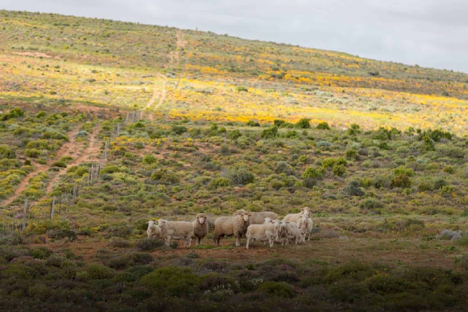 namaqualand flowers