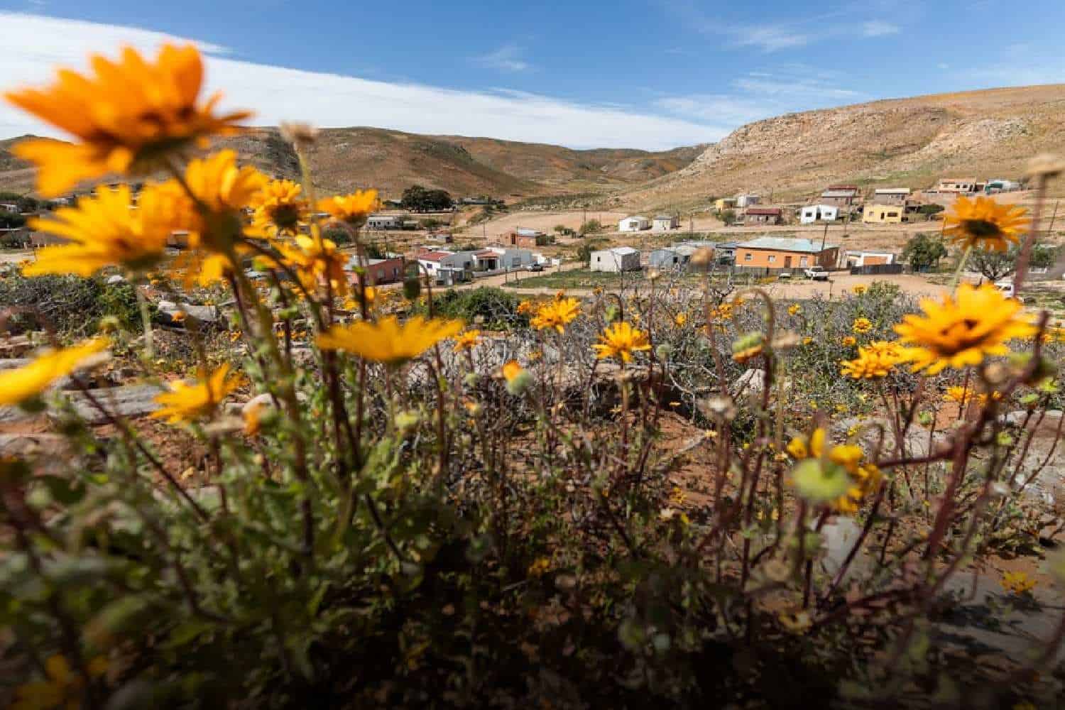 namaqualand flowers