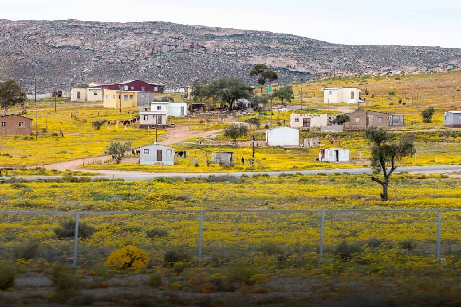 namaqualand flowers