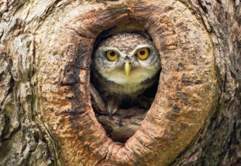 SZŐ, FON, NEM TAKÁCS…