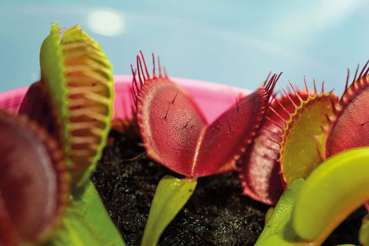 A NÖVÉNYEK ÉTLAPJA