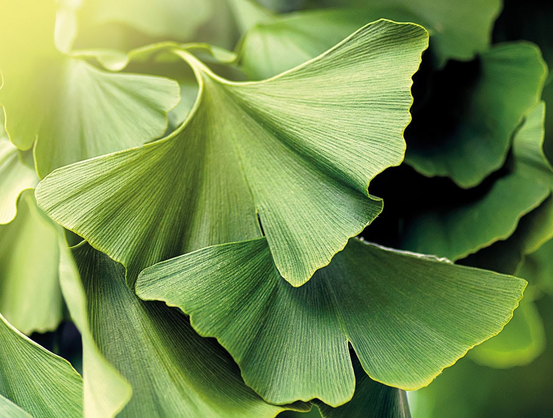 NÖVÉNYEK NÉLKÜL?