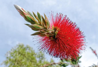 TRÜKKÖS NÖVÉNYEK