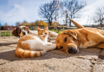 MINDANNYIUNK ÜVEGHÁZA