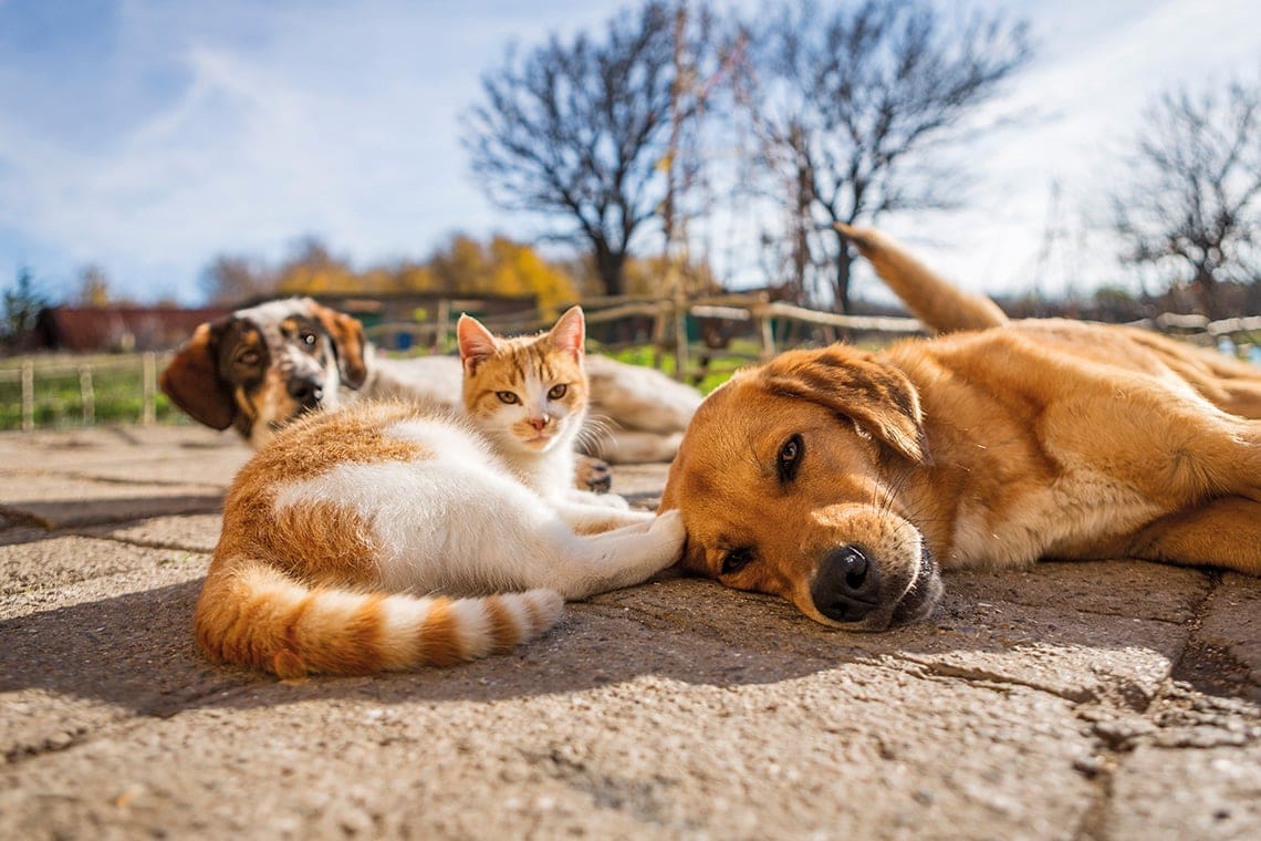 MINDANNYIUNK ÜVEGHÁZA