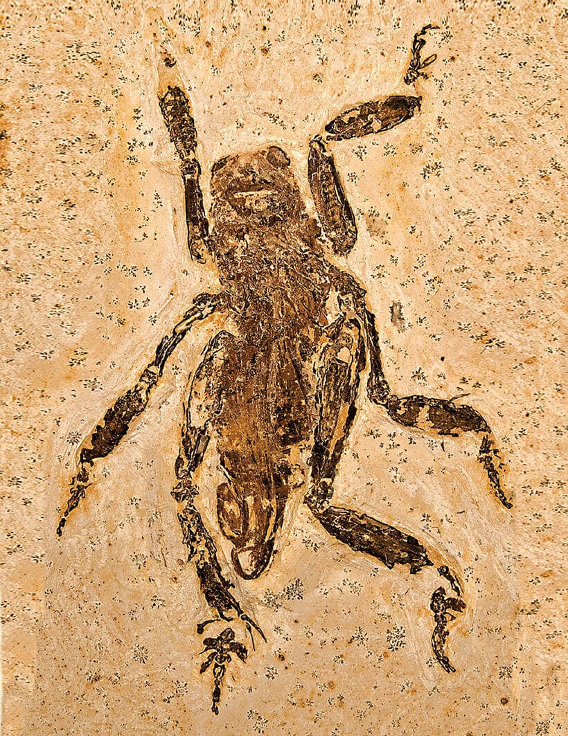 Hócipőt a sivatagba!