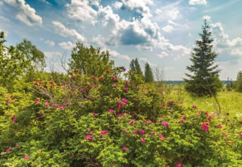 A KERT, AMINEK NINCS KÖZEPE