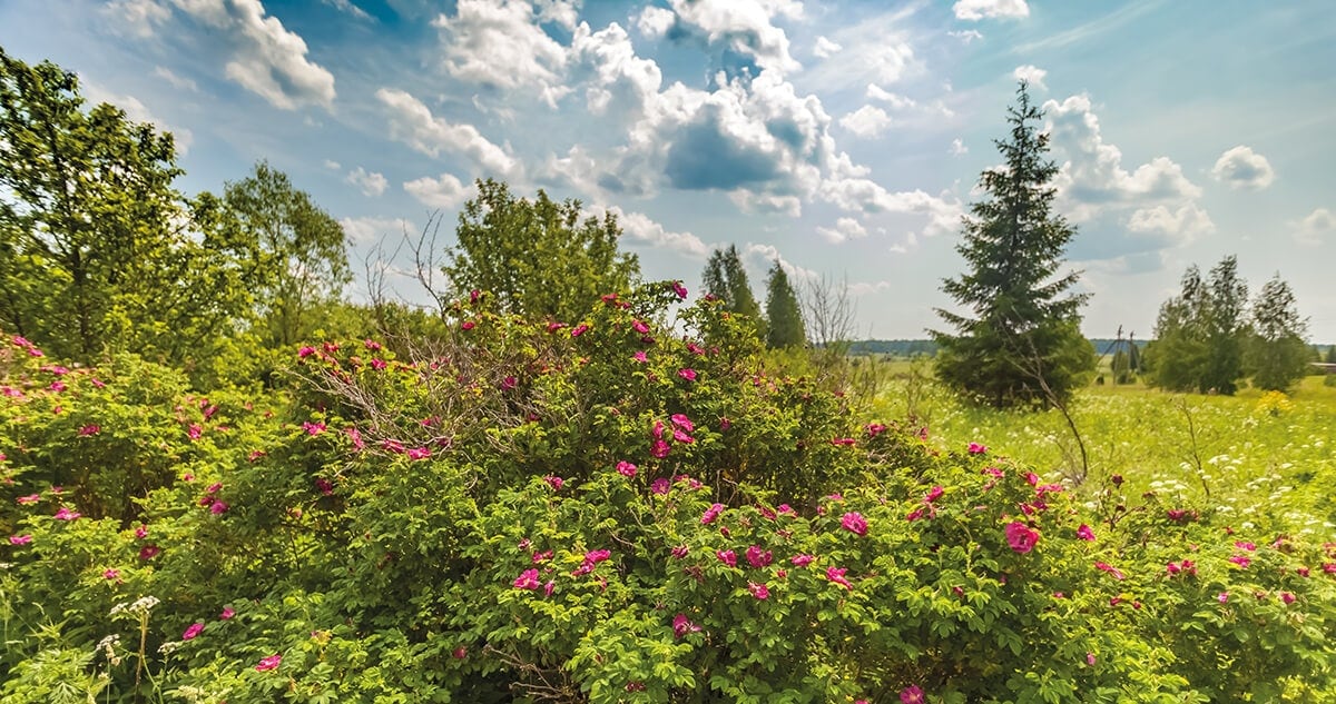 A KERT, AMINEK NINCS KÖZEPE