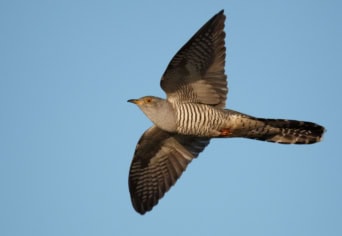 ÁLCÁZÁS ÉS ÁRMÁNY