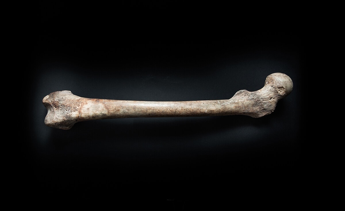 A GYÓGYULT COMBCSONT