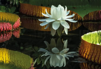 TITKOS KERT A FŐVÁROSBAN