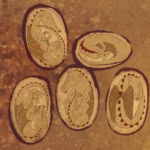 A LEGKISEBB SÁRKÁNY