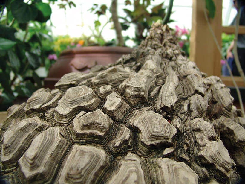 Növények páncélban