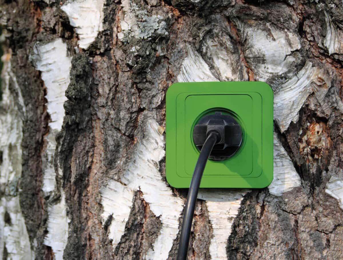 A NÖVÉNYEK ENERGIÁJA