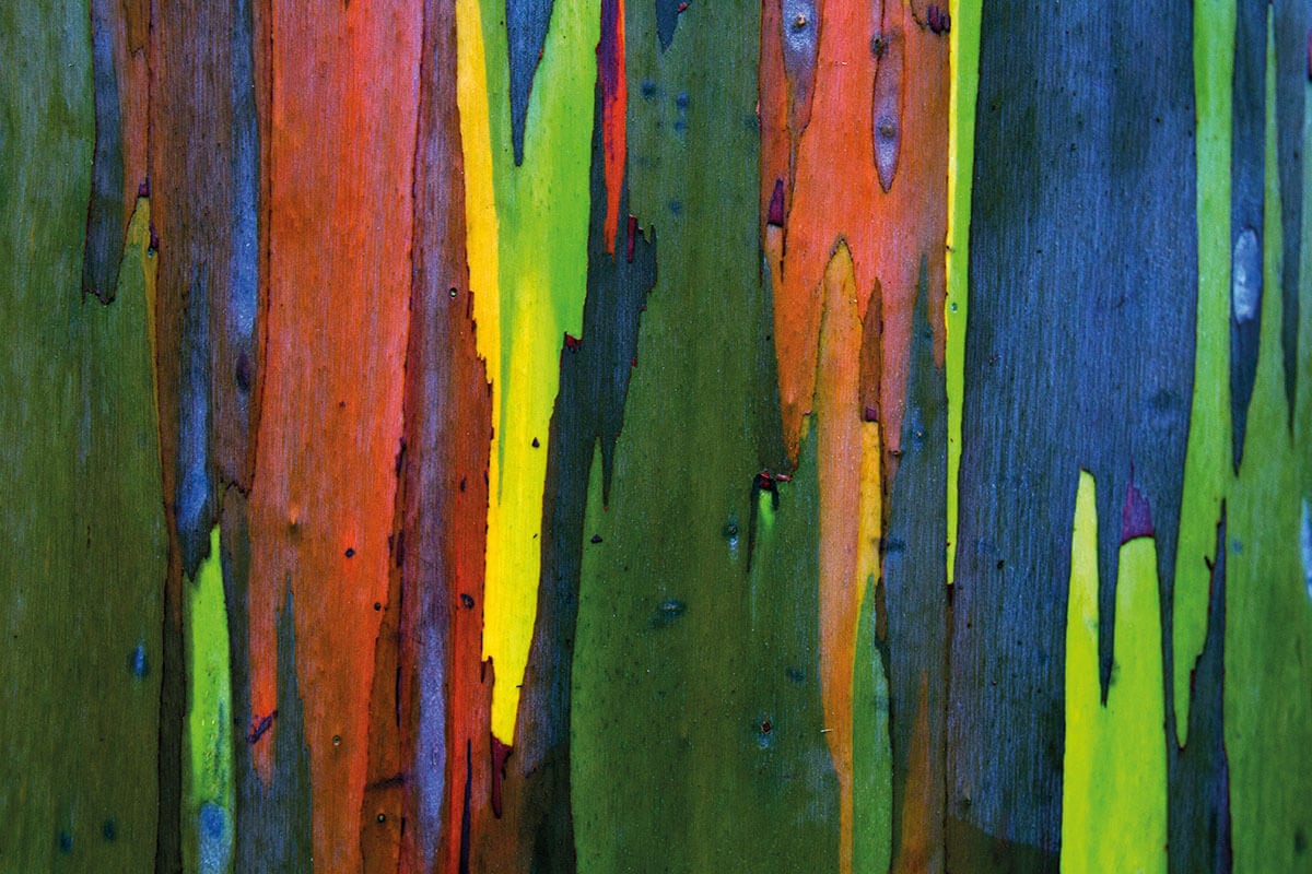 VIRÁGOK, FÁK A PORONDON