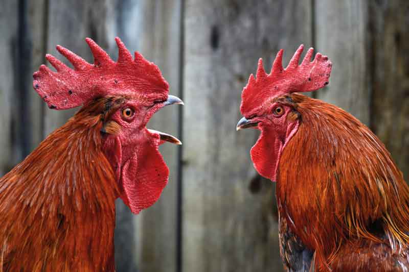 SZITAKÖTŐ VERS- ÉS MESEÍRÓ TÁBOR