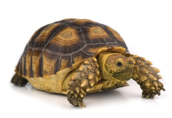 TÉLI ÁLOM TÉLEN, NYÁRON