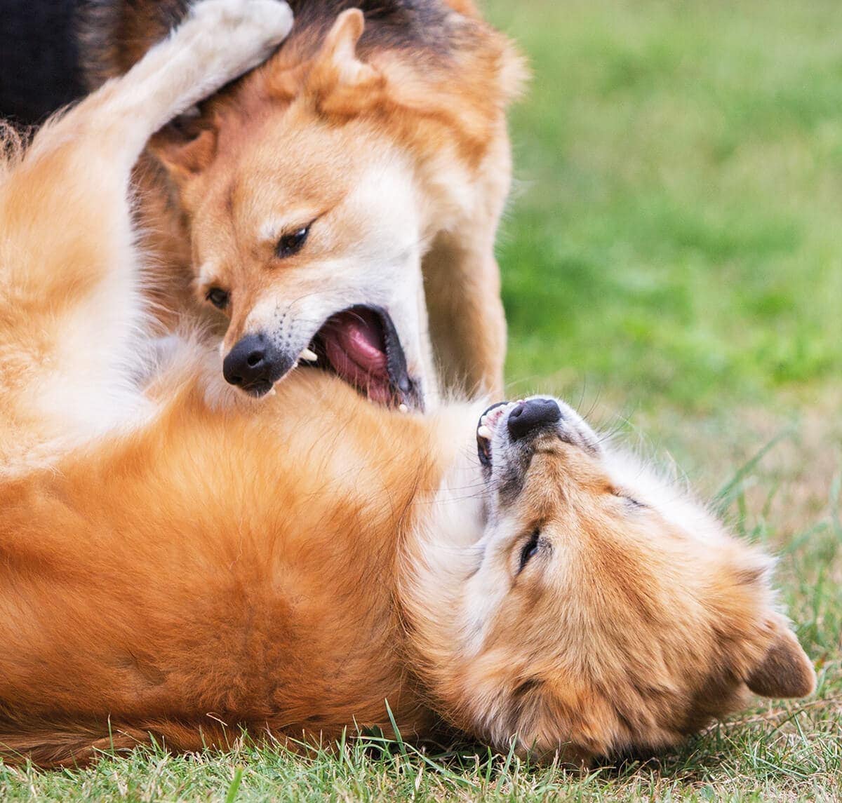 MITŐL FÉLNEK AZ ÁLLATOK?