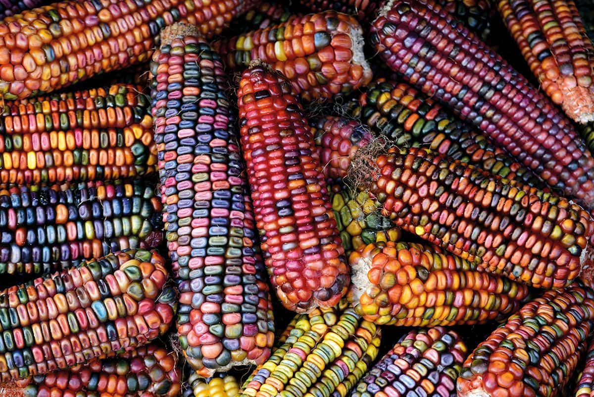 HÁBORÚ ÉS TÜNDÉRKERT