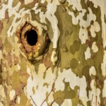 Platánfa kreatív feladatsor