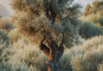 Olajfák – kvízjáték