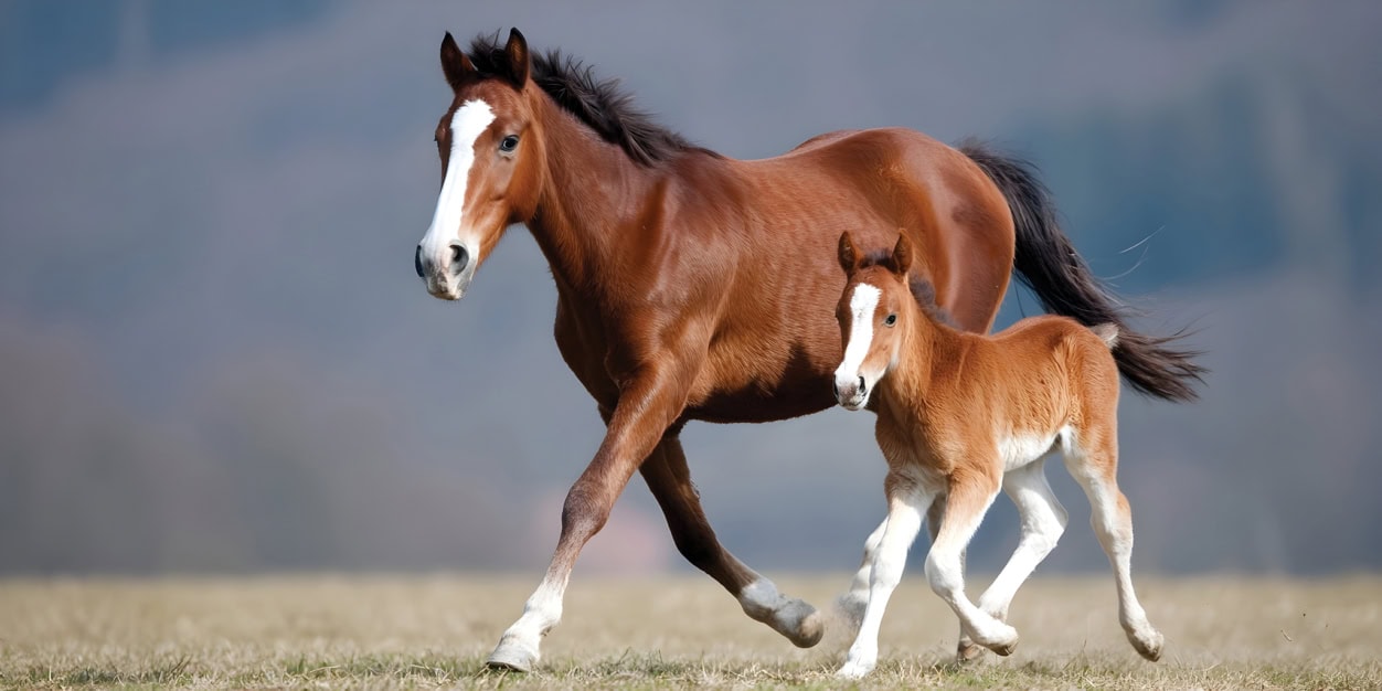 Az utódgondozás fajtái