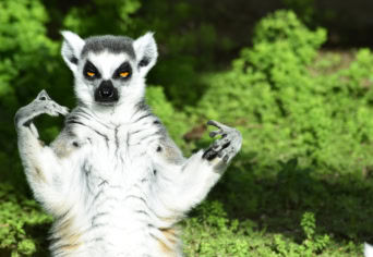 Szövegértést ellenőrző feladatlap: Gyűrűs farok
