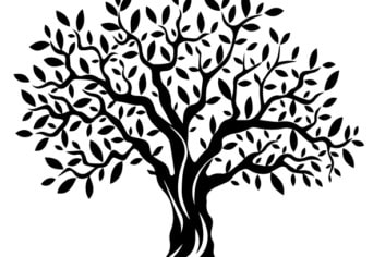 Platánfa – szórakoztató feladatok nyárra