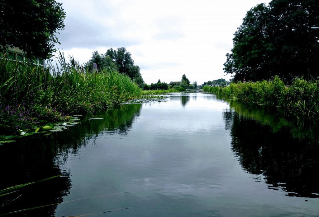 kamperen met 3 honden