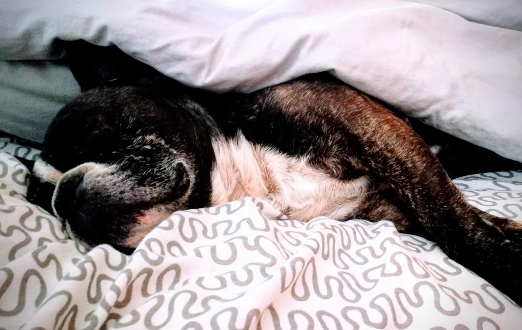 kamperen met 3 honden