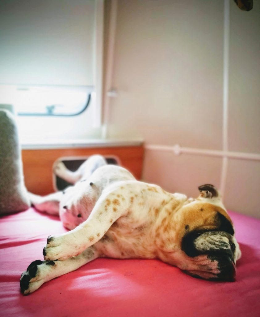 kamperen met 3 honden