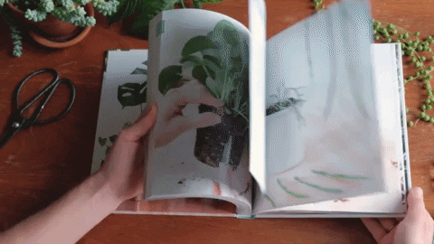 stek je plant mama botanica