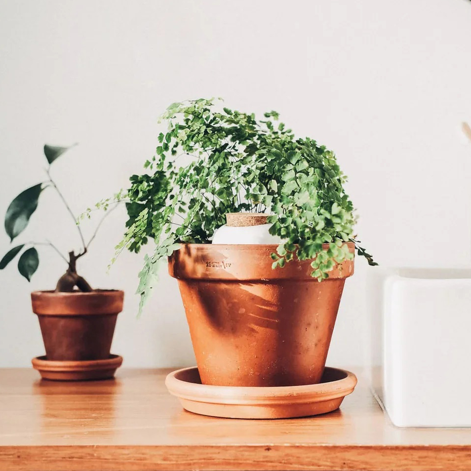 Pepin Olla Hydratante oya 25cl