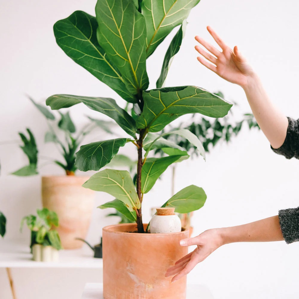 Pepin - Olla Hydratante terracotta - zelfwateringssysteem voor jouw planten, 25cl - Afbeelding 2