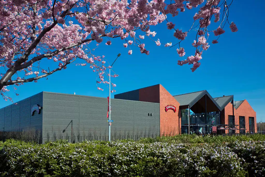Vibrant cherry blossom tree in front of the Emerson’s brewery at Taranaki Beer Festival event.