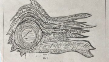 Drawing of a detailed fossil or rock formation with scale.