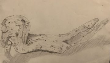 Detailed pencil sketch of a wooden log, showcasing texture and natural elements.