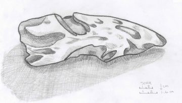 Hand-drawn sketch of a fossil or mineral specimen, highlighting scientific curiosity.